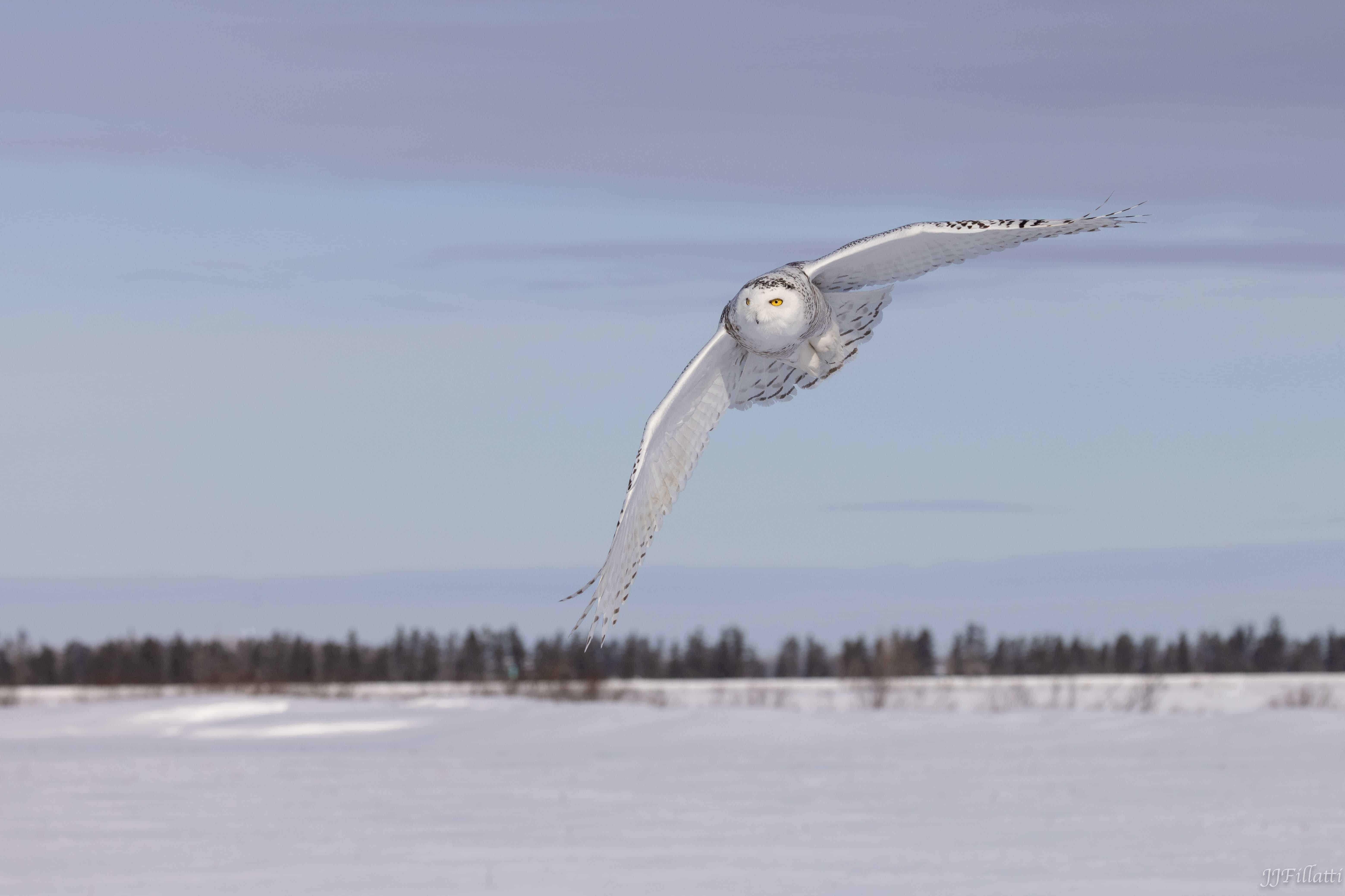 bird of michigan image 14